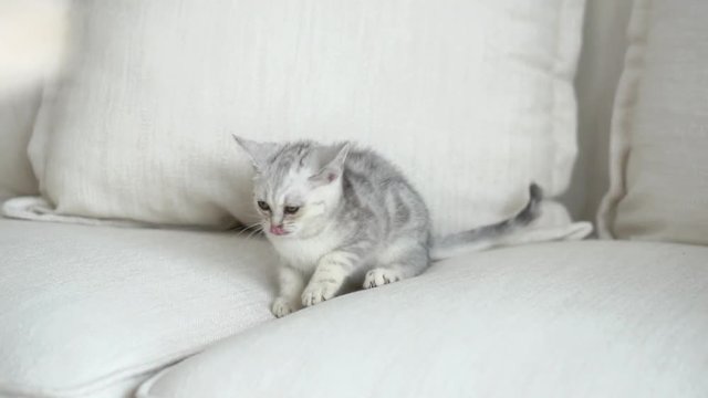 Cute American short hair kitten playing on sofa 