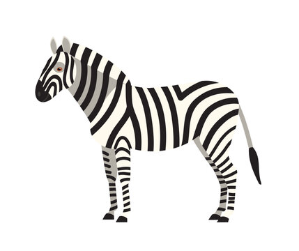 Zebra isolated on white background