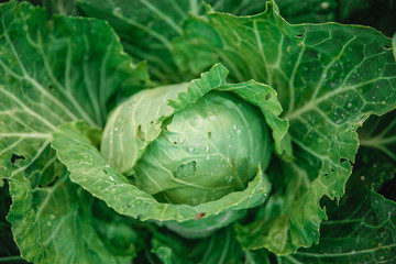Obraz premium Cabbage closeup. freshly growing cabbage field, cabbage hurvest concept