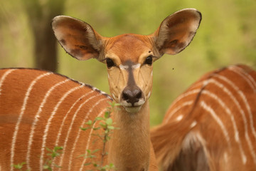Kudu in the African bush veld