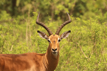 Impala in the African bush veld