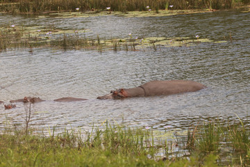 African Hippo in a lake