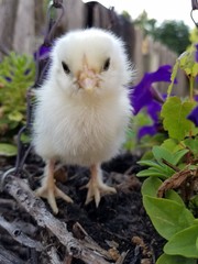 Chick in flowers 