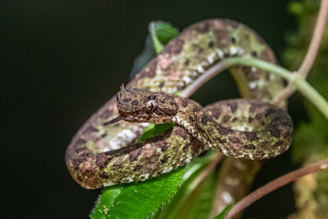 Bothriechis lateralis is a venomous pit viper species found in the mountains of Costa Rica and...