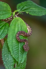 Bothriechis lateralis is a venomous pit viper species found in the mountains of Costa Rica and western Panama