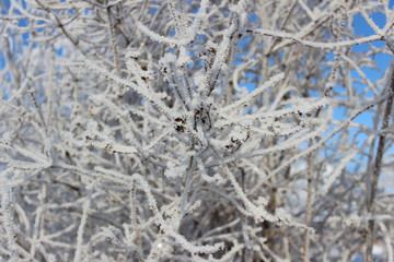 winter, snow, tree, landscape, cold, frost, nature, forest, white, sky, trees, blue, frozen, scene,...