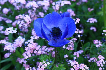 bee on purple flower