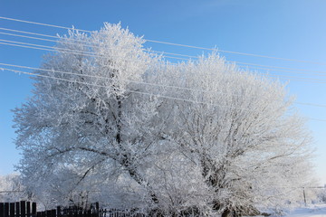 winter, snow, tree, landscape, cold, frost, nature, forest, white, sky, trees, blue, frozen, scene,...