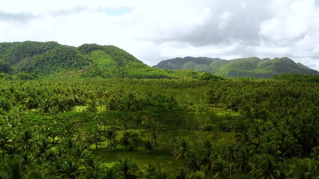 palm plantation in aerial view, philippines
