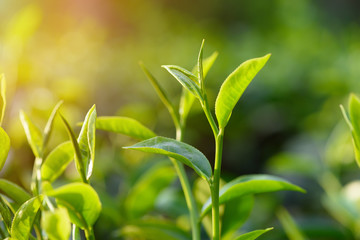 Fresh green tea leaf pekoe bud on bush at tea plantation