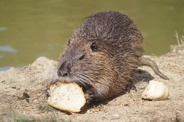 Coypu in Serravalle Park, Empoli, Tuscany, Italy