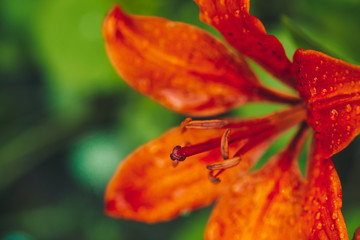 Naklejka na ściany i meble Big pistil and stamens of blooming flower in macro. Beautiful red orange lily close-up. Colorful natural background of plant with copy space. Amazing european flower with vivid petals. Perfume flower.