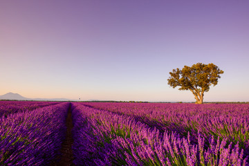 Fototapeta na wymiar Provence beautiful Lavender field at sunset