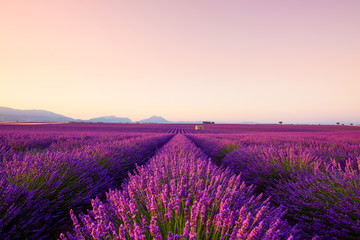 Fototapeta na wymiar French lavender field at sunrise Valensole