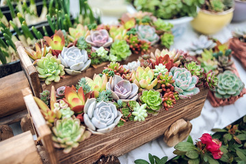 Beautiful and lovely pot succulent plants