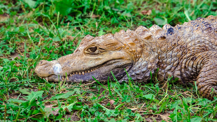 crocodile on green grass