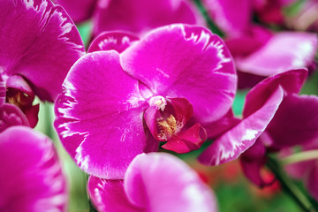 Beautiful fuchsia phalaenopsis