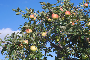 orchard apples hanging in tree fresh fruits