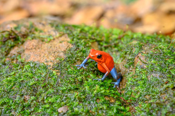 Red Poison Dart Frog - Oophaga pumilio, beautiful red blue legged frog from Cental America forest, Costa Rica.