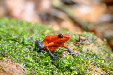 Red Poison Dart Frog - Oophaga pumilio, beautiful red blue legged frog from Cental America forest, Costa Rica.