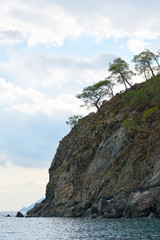 Naklejka premium Trees, Rock and Sea