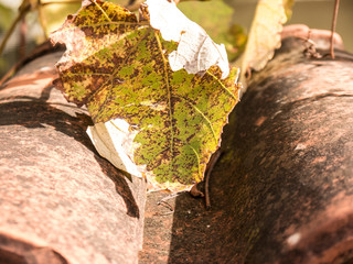 Old tile roof covered with spring leaves