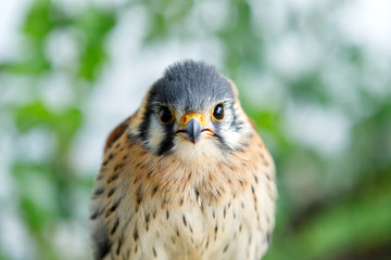 Beautiful profile of a kestrel in the nature