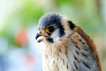 Beautiful profile of a kestrel in the nature