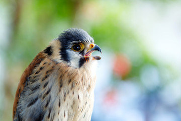 Beautiful profile of a kestrel in the nature