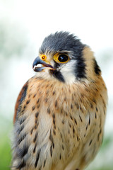 Beautiful profile of a kestrel in the nature