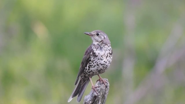 Mistle Thrush (Turdus viscivorus), with audio of the song