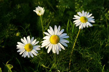 Fototapeta premium field of daisies