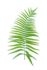 fern leaves isolated on white background with clipping path