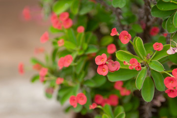 Red crown of thorns, Christ Thorn, Euphorbia Milii Desmoul flower