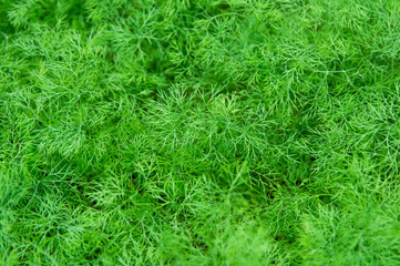 Dill plant for background use