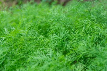 Dill plant for background use