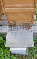 Animals: Honeybees in front of the entrance to their wooden hive