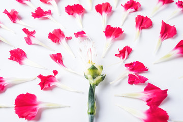 Carnation petals on white background