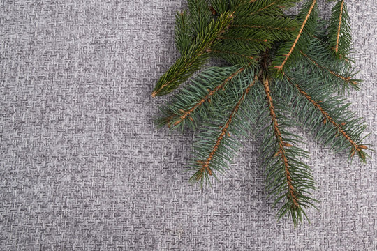 Studio image of a Christmas tree branch on a gray background.