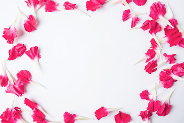 Obraz premium Carnation petals on white background