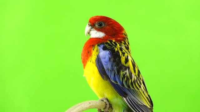 Rosella parrot on a stick on a green screen.