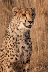 Naklejka na ściany i meble Cheetah in Namibia
