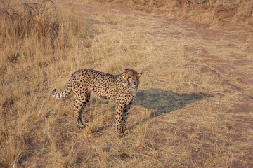 Cheetah in Namibia