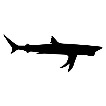 black silhouette shark