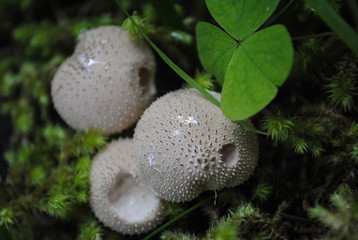 Puffball Mushroom 