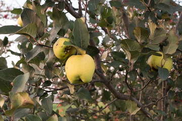 Tree with quince fruits. Quince fruits on a blurred background of green foliage. Quince tree.