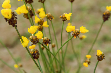 Fototapeta premium Tall Yellow-eyed Grass flower. Xyridaceae. with copy space