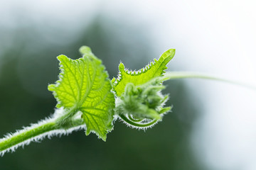 Closeup of nature leaves green blur. In the spring Under the morning light. Use as background and wallpapers.