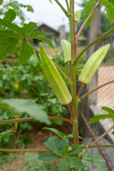 unripe green okra hanging from a tree