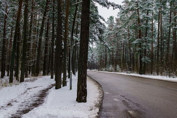 The road in the middle of a winter forest with pines covered with snow, in winter.Winter landscape